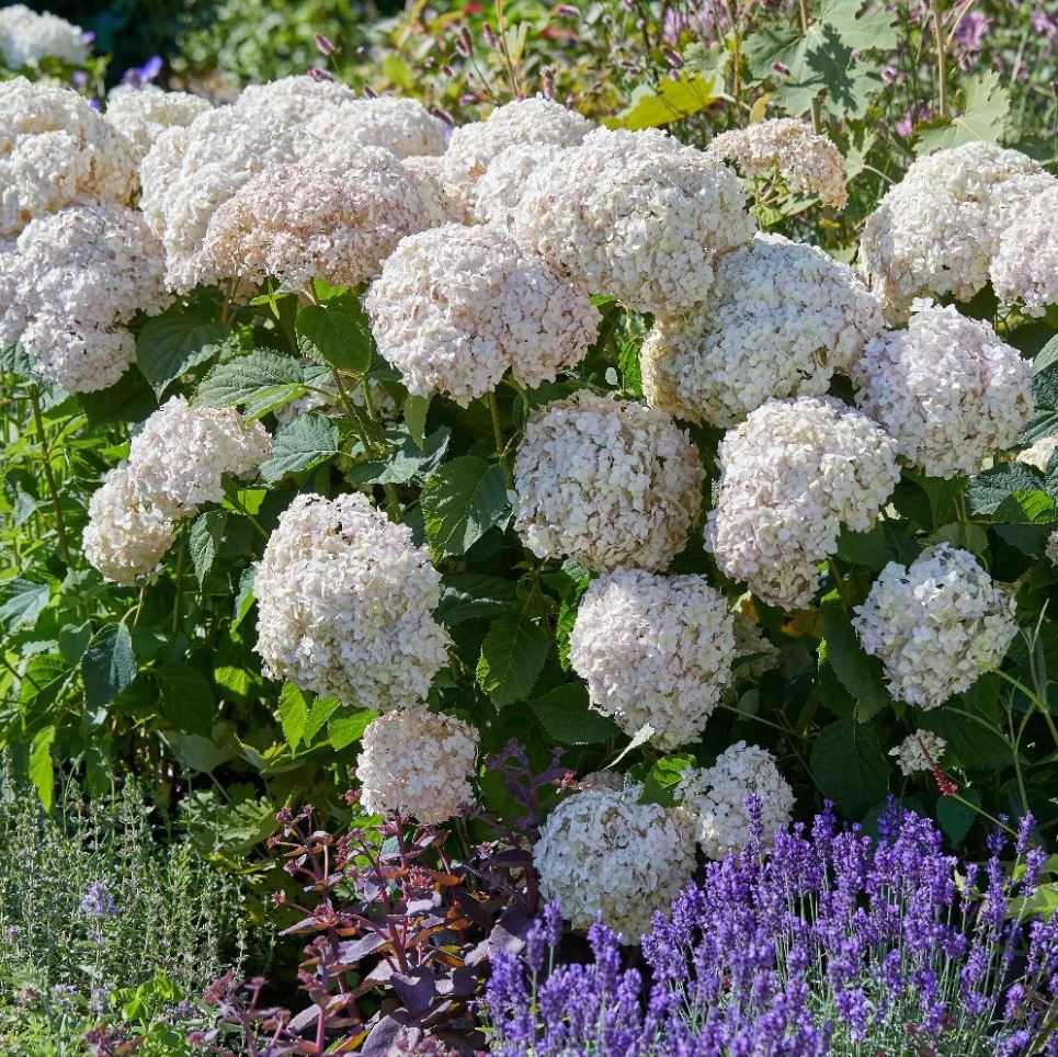 Hydrangea arborescens 'Candybelle Marshmallow'